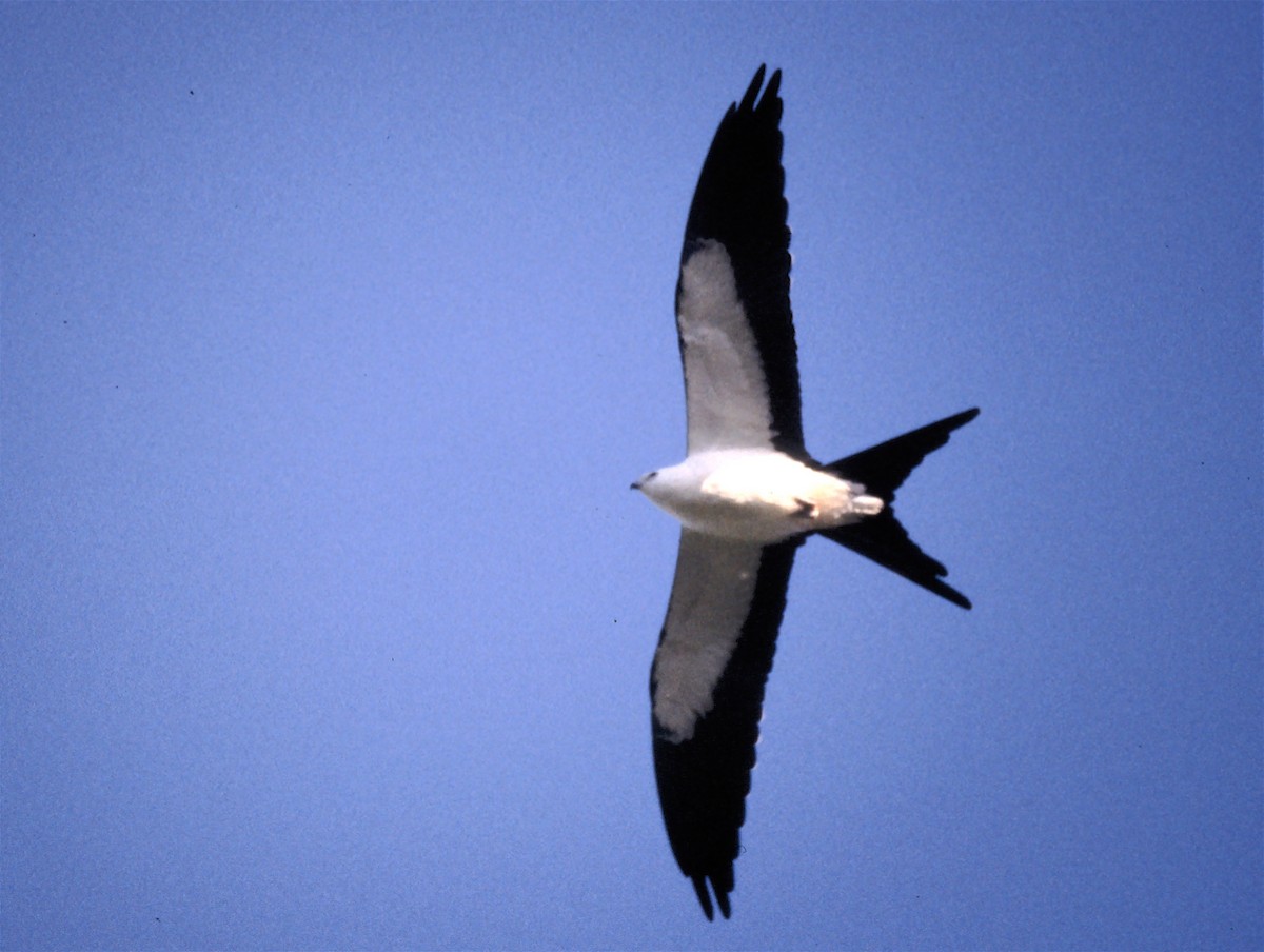Swallow-tailed Kite - Karl Overman