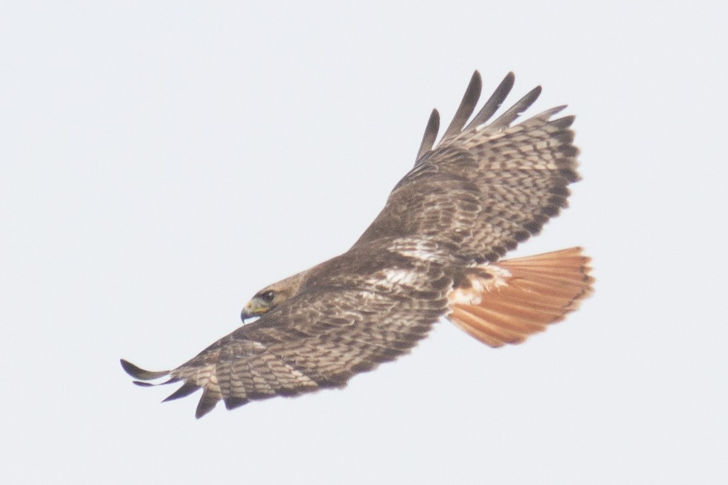 Red-tailed Hawk - ML29423231