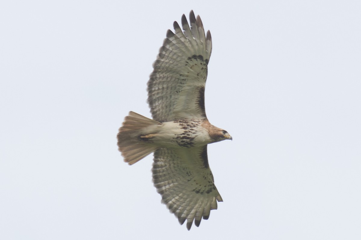 Red-tailed Hawk - ML29423241