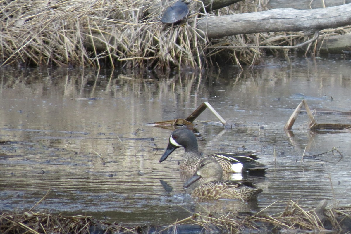 Blue-winged Teal - ML294232811