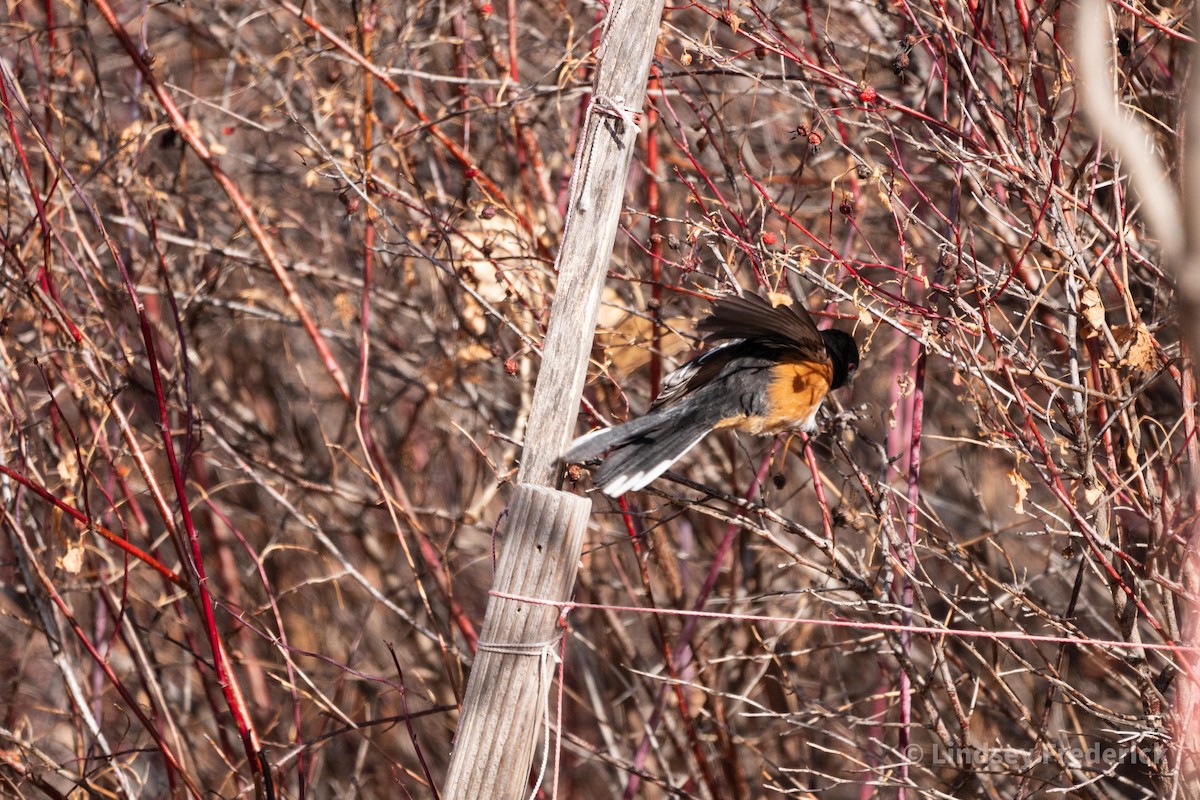 Spotted Towhee - ML294238201