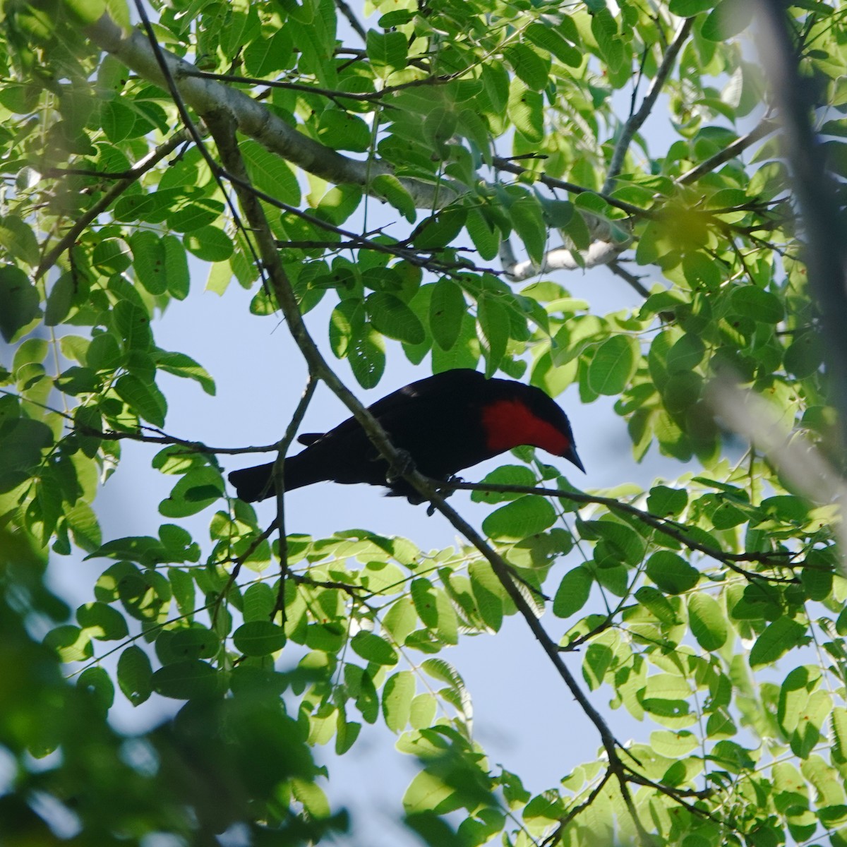 Scarlet-throated Tanager - ML294240301