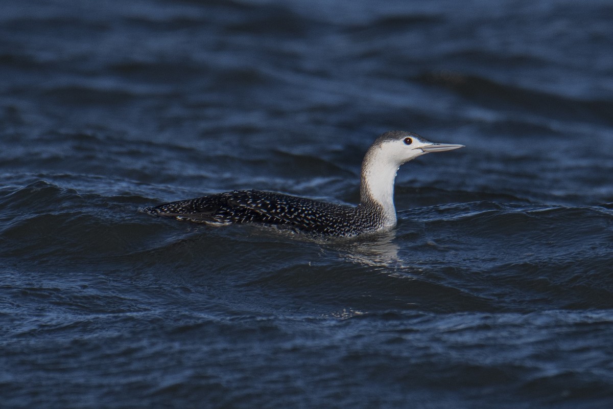 Red-throated Loon - ML294250291