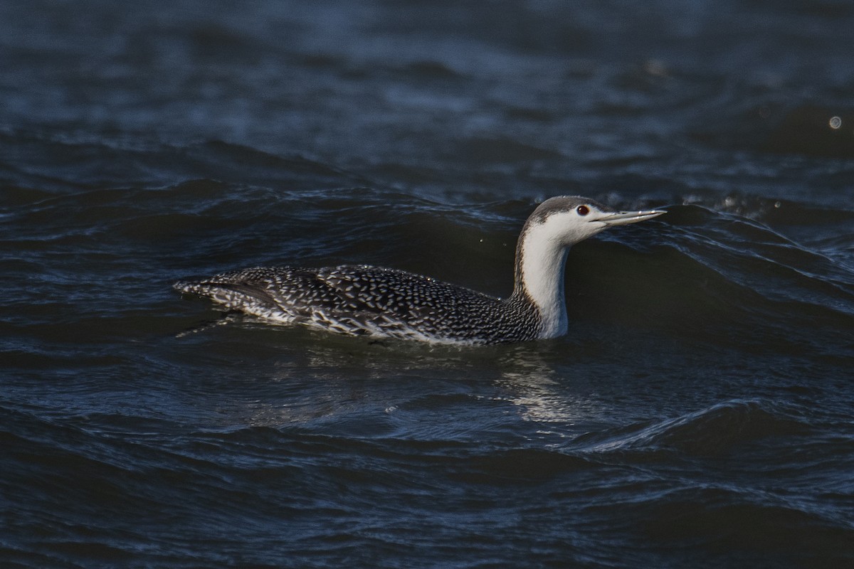 Red-throated Loon - ML294250311