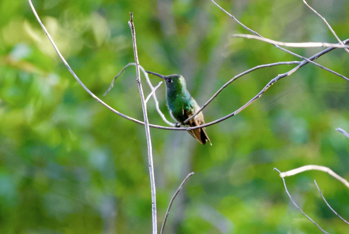 kolibřík lesklobřichý - ML294252131