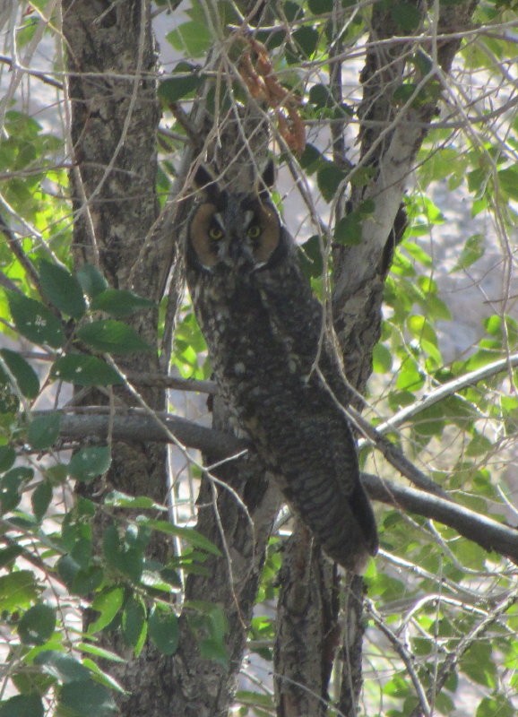 Long-eared Owl - Nancy Stotz