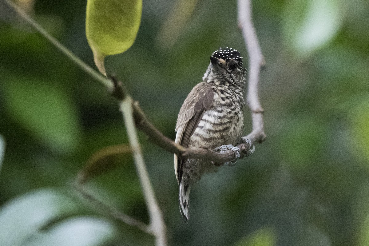 White-wedged Piculet - ML294252851