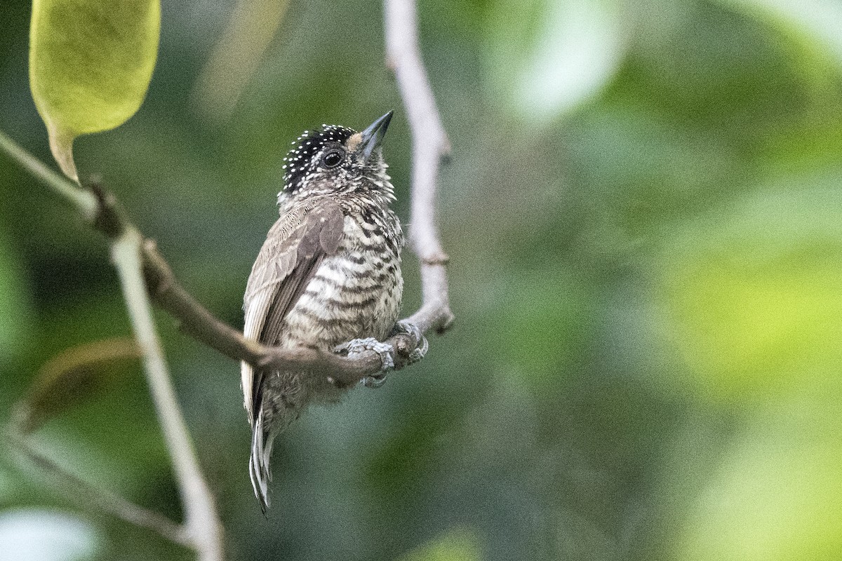 White-wedged Piculet - ML294252871