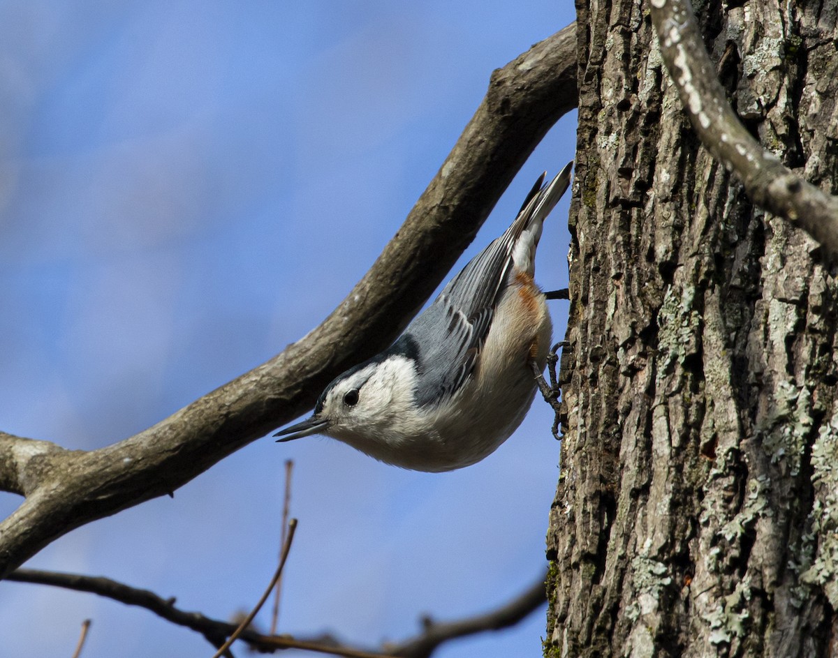 White-breasted Nuthatch - ML294255591