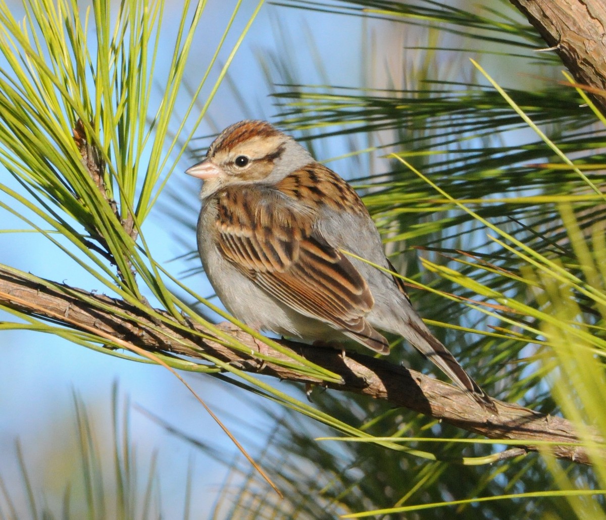 Chipping Sparrow - Jim Highberger