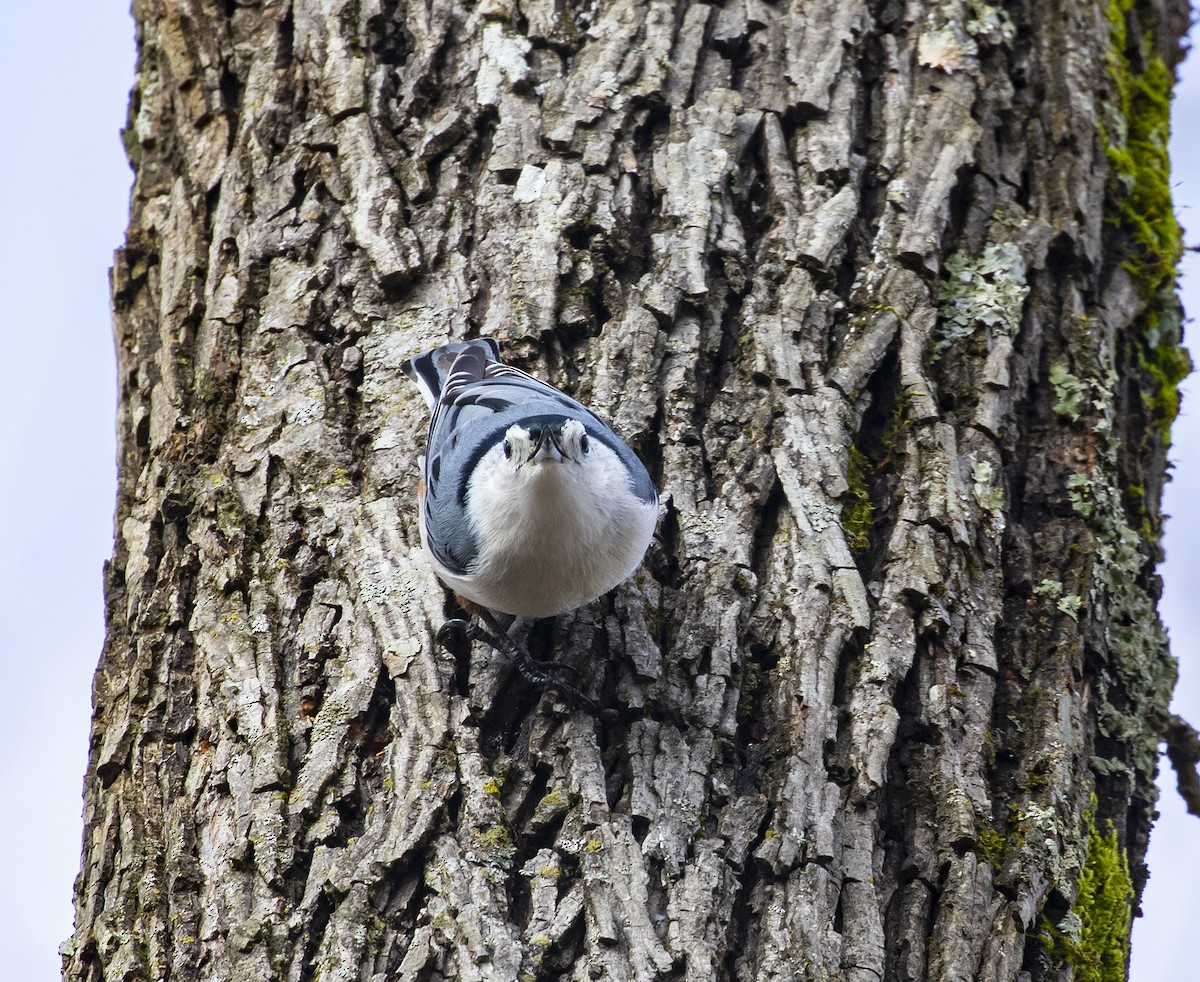 White-breasted Nuthatch - ML294258851