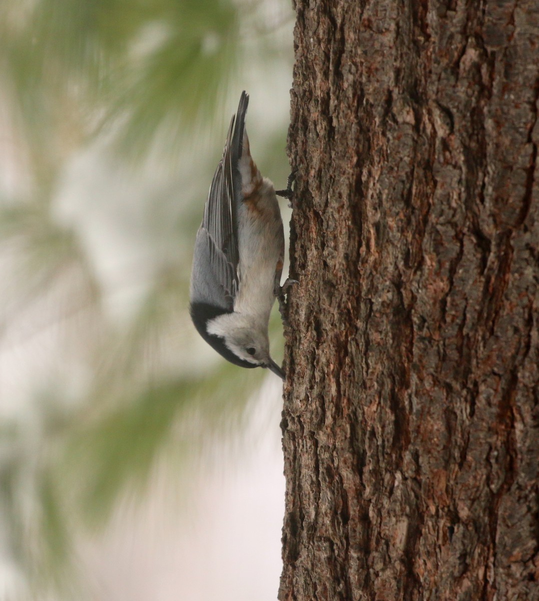 White-breasted Nuthatch - ML294259961
