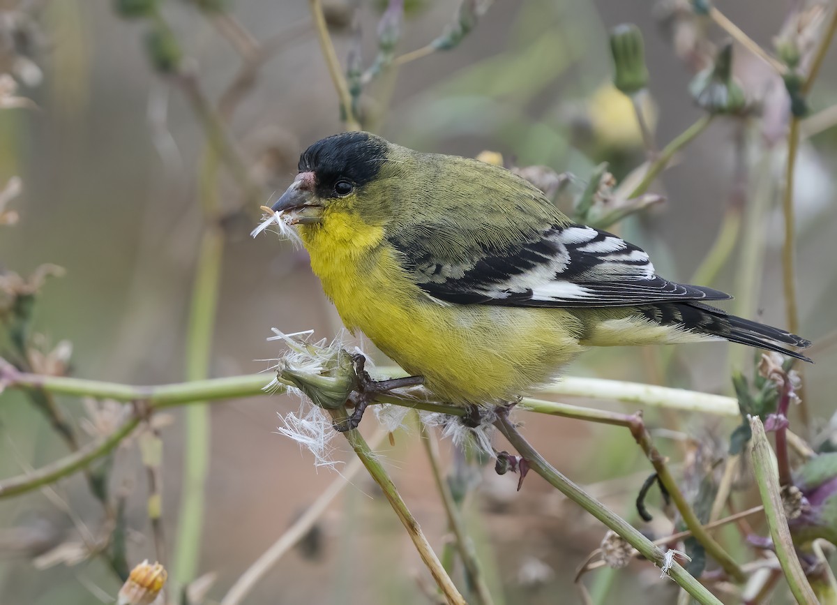 Lesser Goldfinch - Jerry Ting