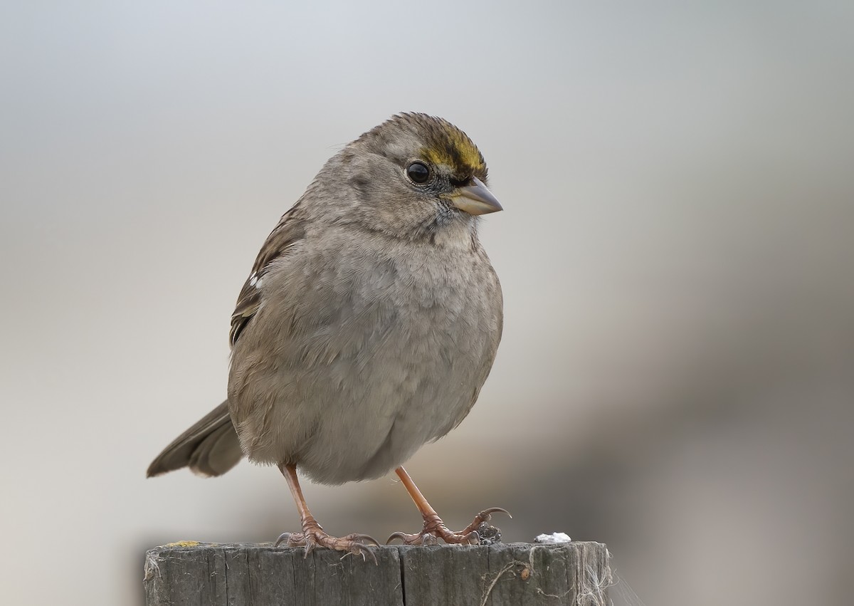 Golden-crowned Sparrow - Jerry Ting