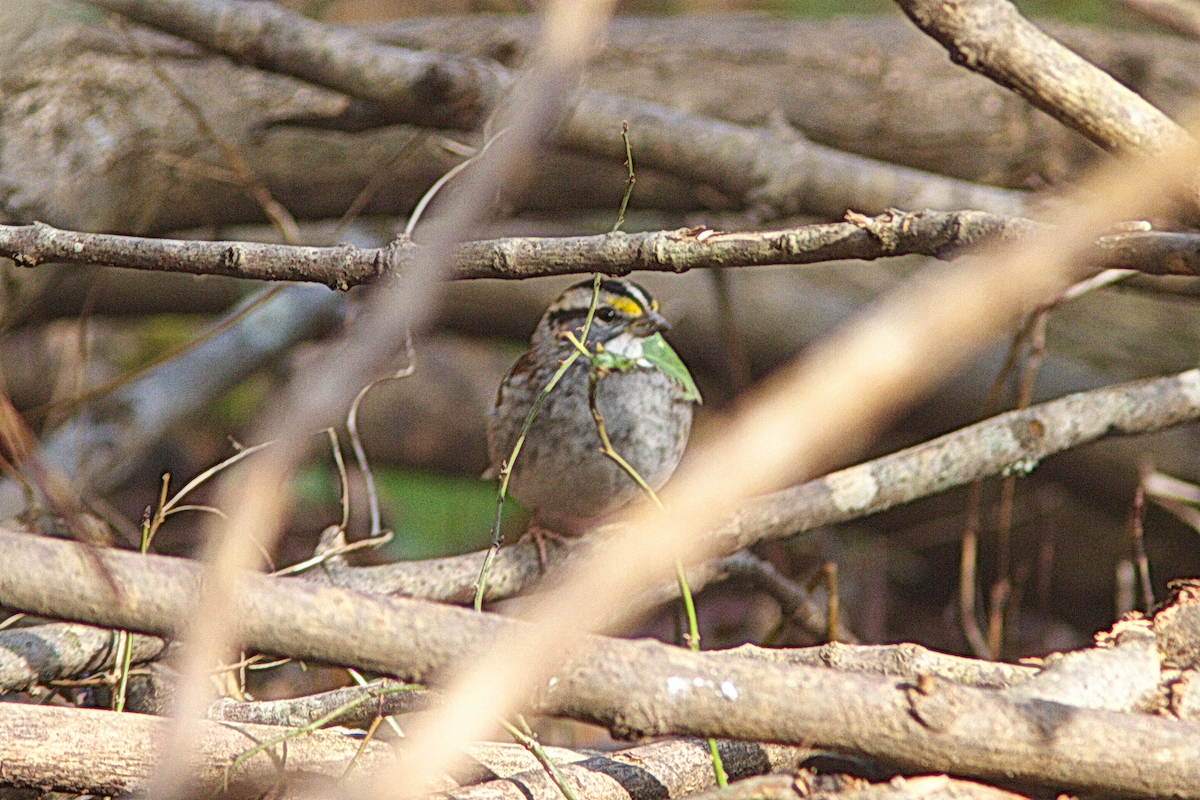 White-throated Sparrow - ML294260271