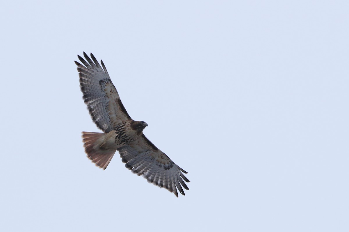 Red-tailed Hawk - ML294260351