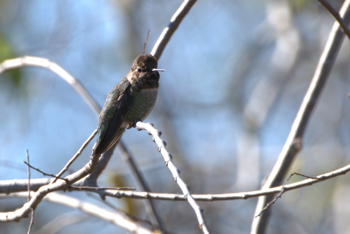 Anna's Hummingbird - ML294264401