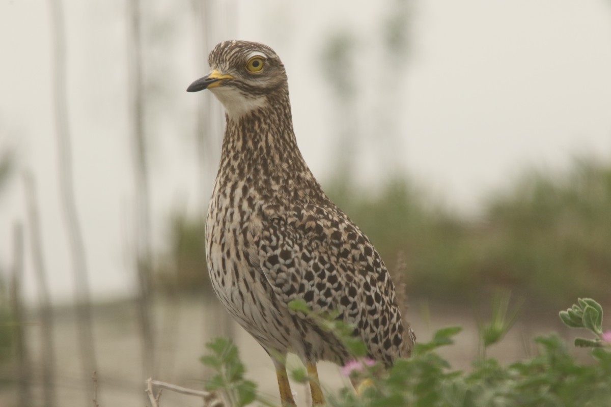 Spotted Thick-knee - ML294264721