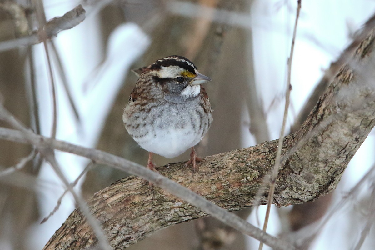 White-throated Sparrow - Gang Wu