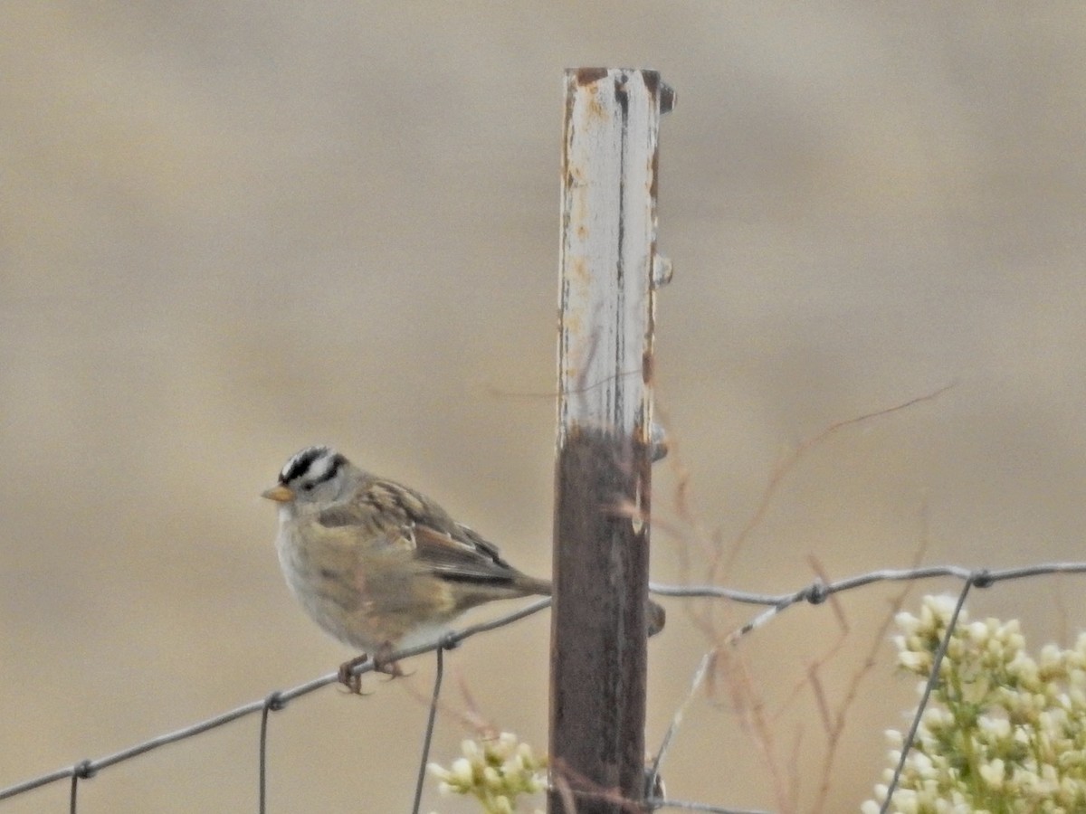 White-crowned Sparrow - ML294268811