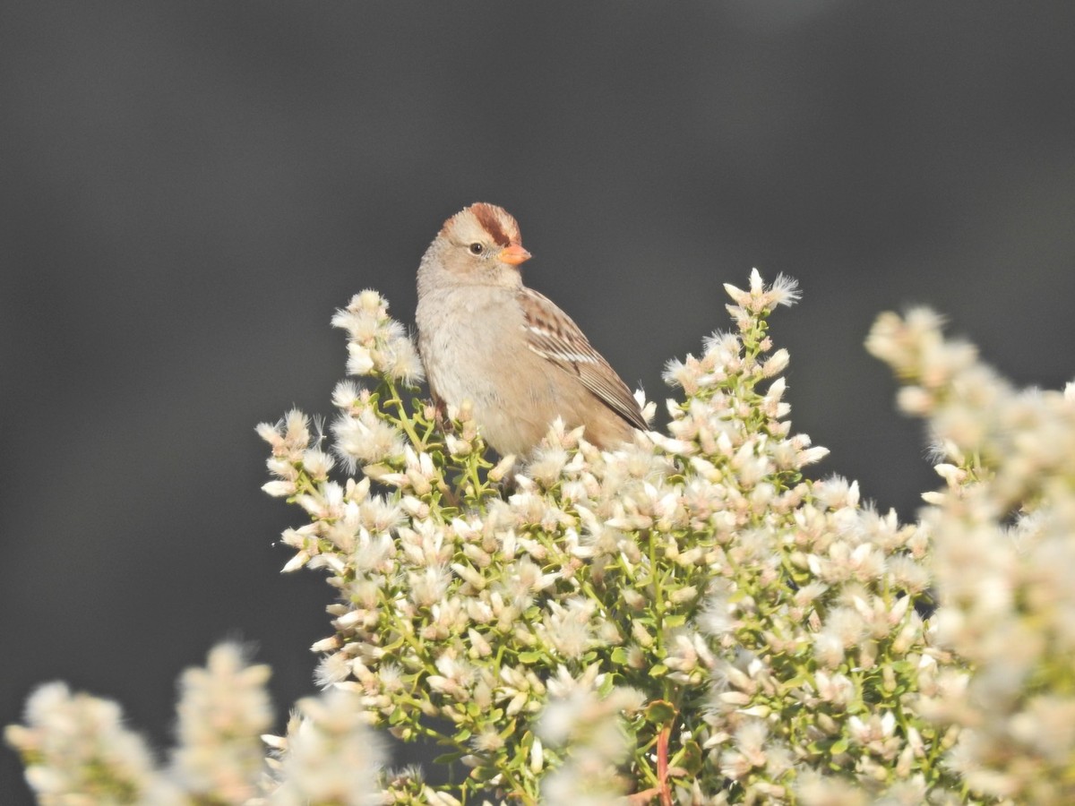 White-crowned Sparrow - ML294268821
