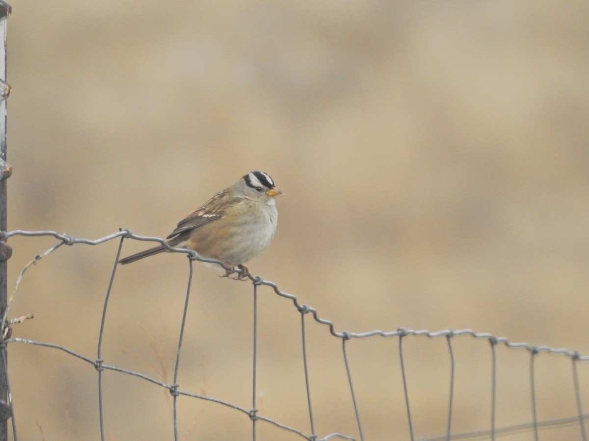 White-crowned Sparrow - ML294268841