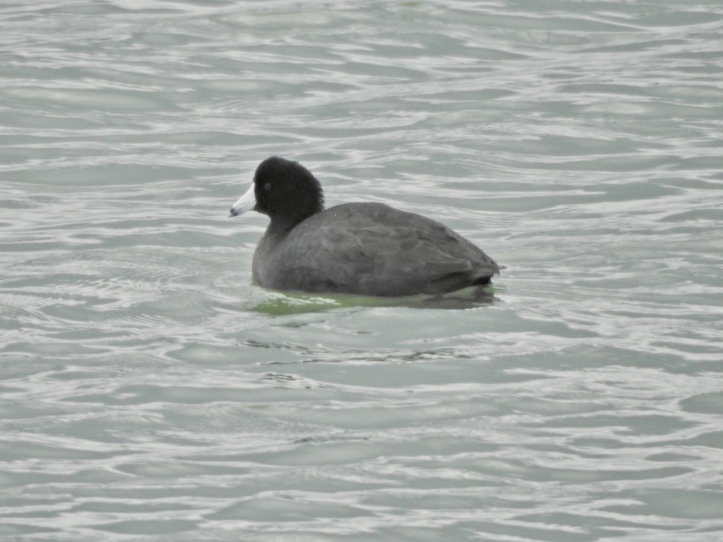 American Coot (Red-shielded) - ML294270871