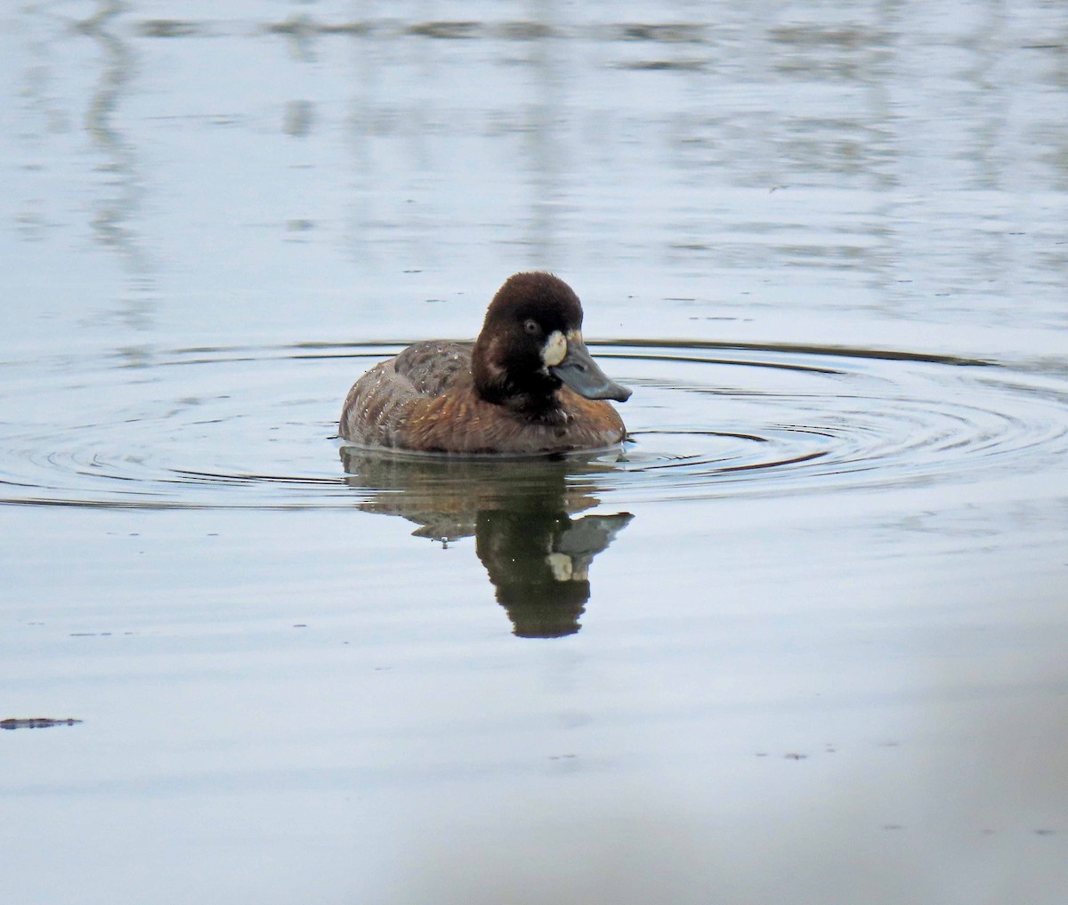 Greater Scaup - Sharon Hull