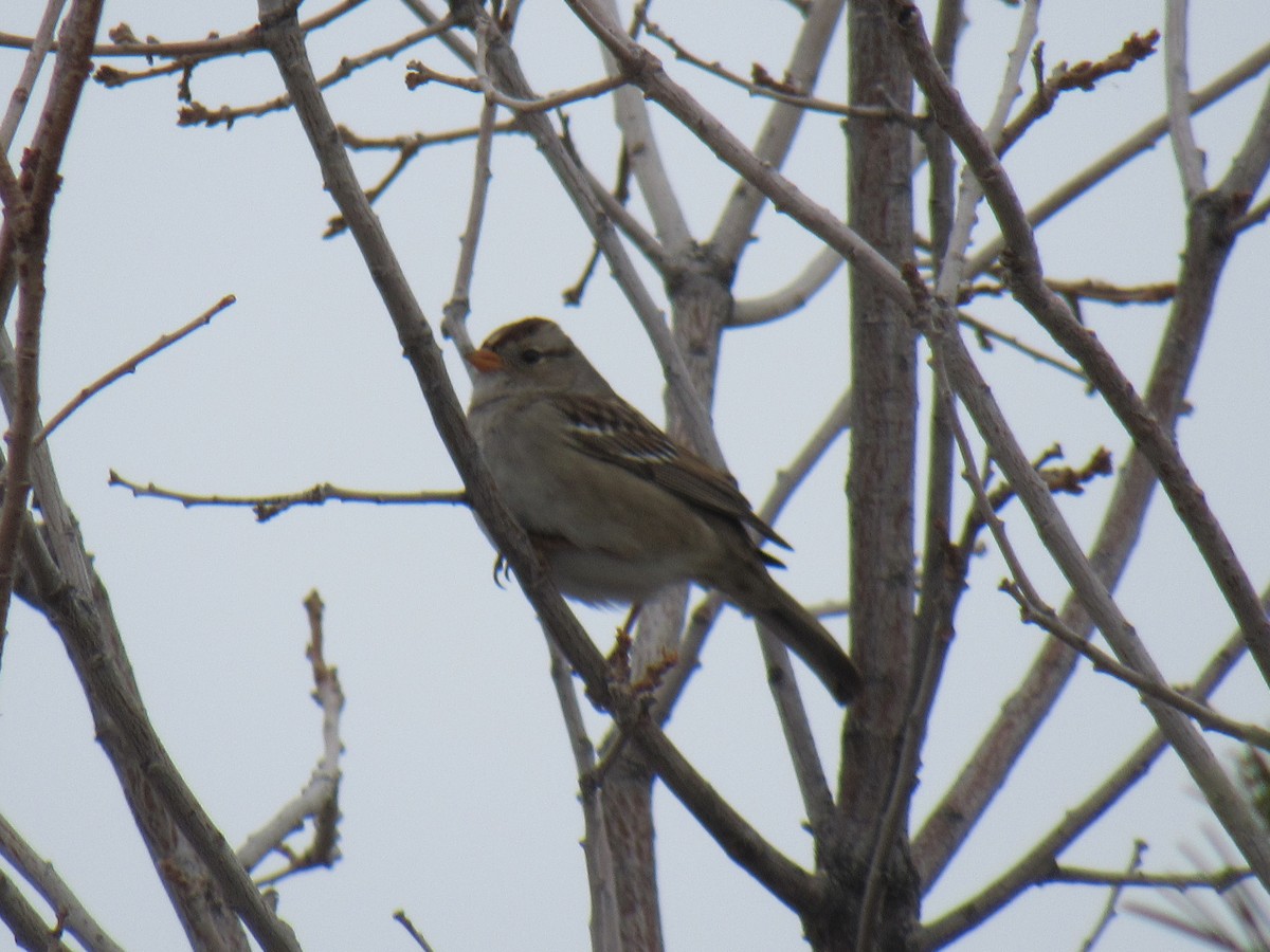 White-crowned Sparrow - ML294277201