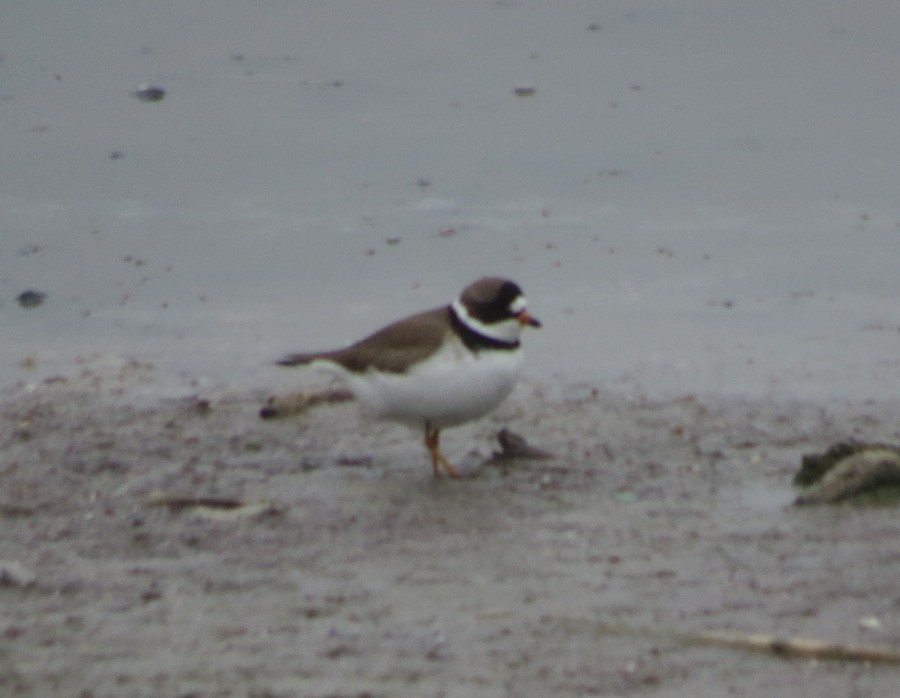 Semipalmated Plover - Michael Butler