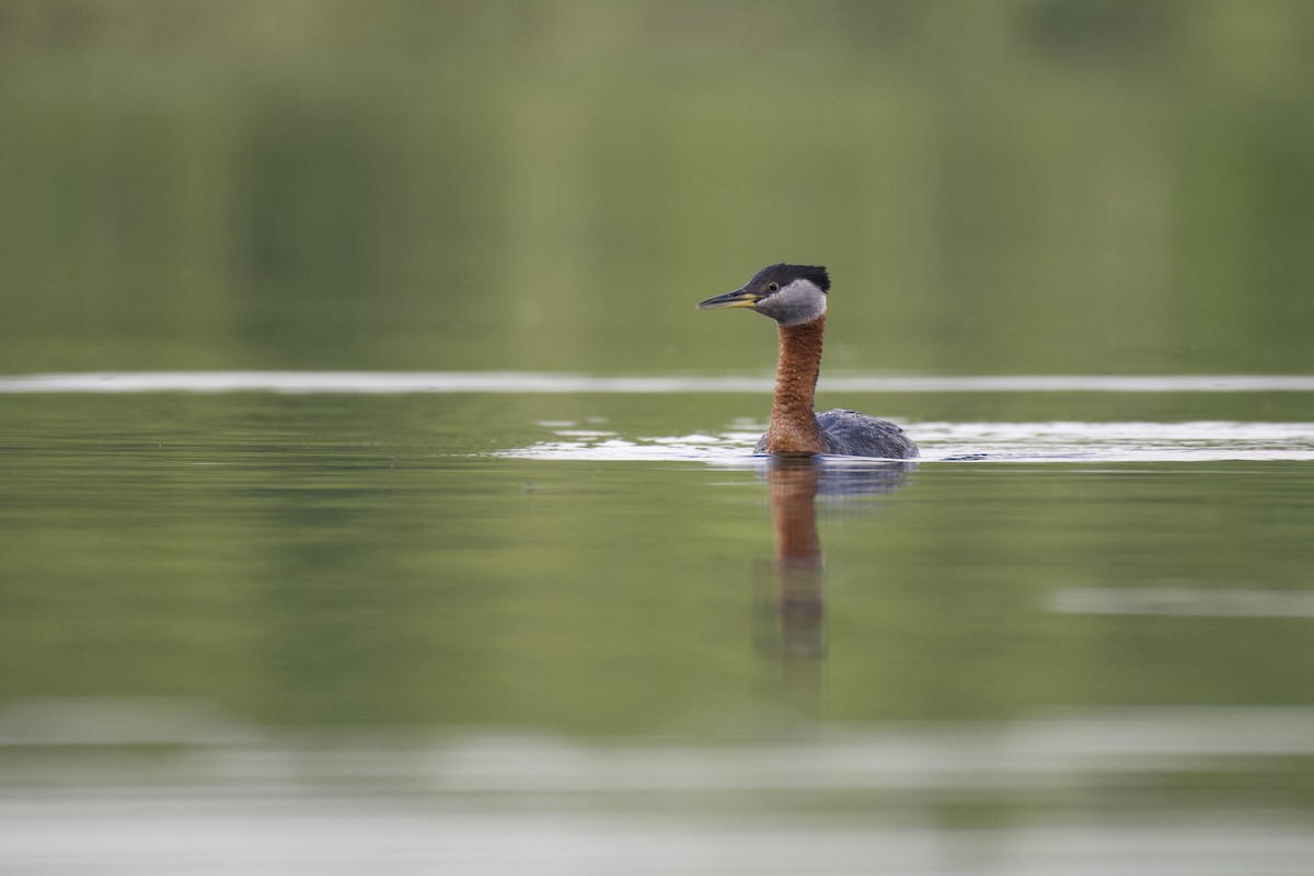 Red-necked Grebe - ML294280201