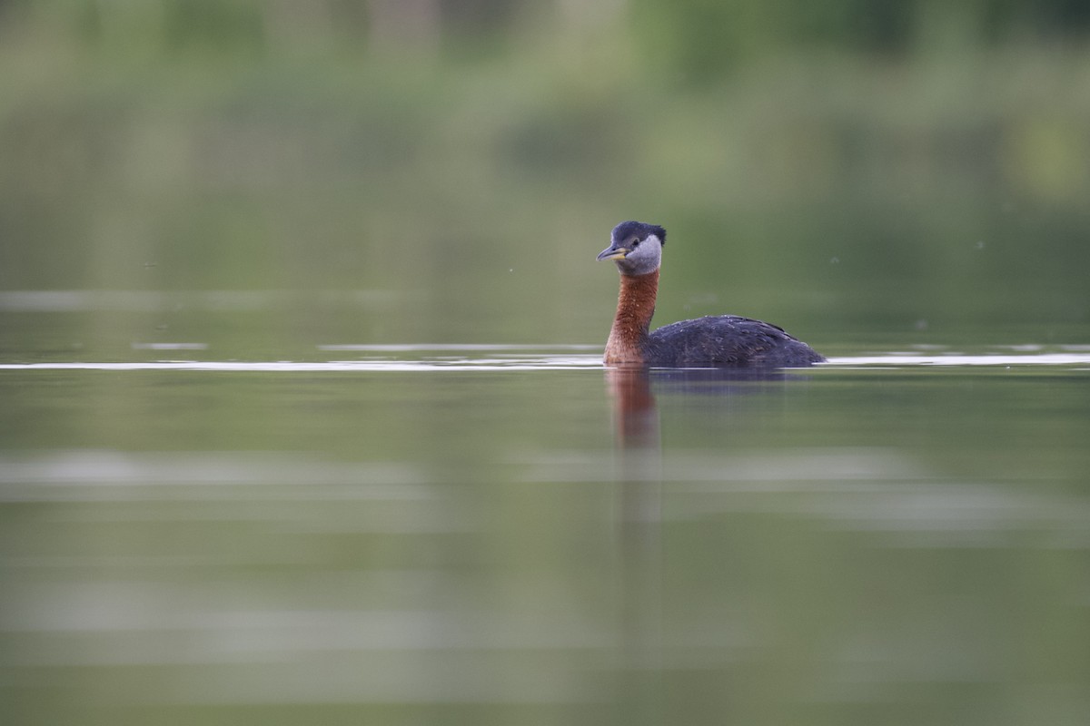 Red-necked Grebe - ML294280221