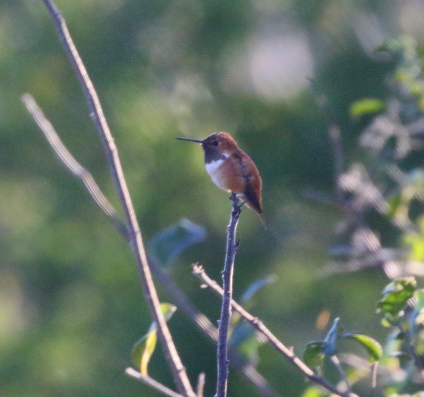 Rufous Hummingbird - ML294281361