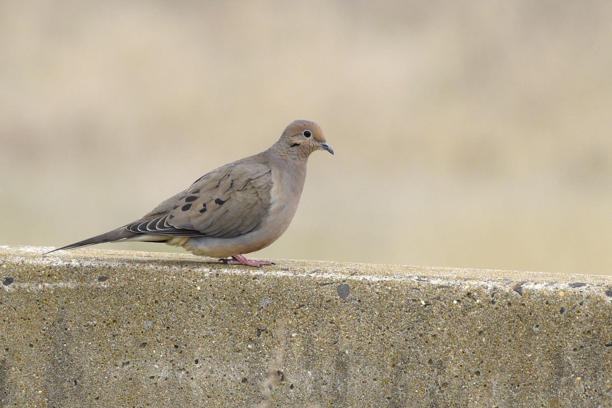 Mourning Dove - Daniel Irons