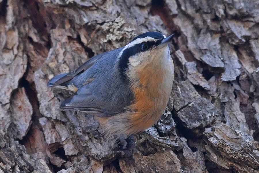 Red-breasted Nuthatch - Troy Hibbitts