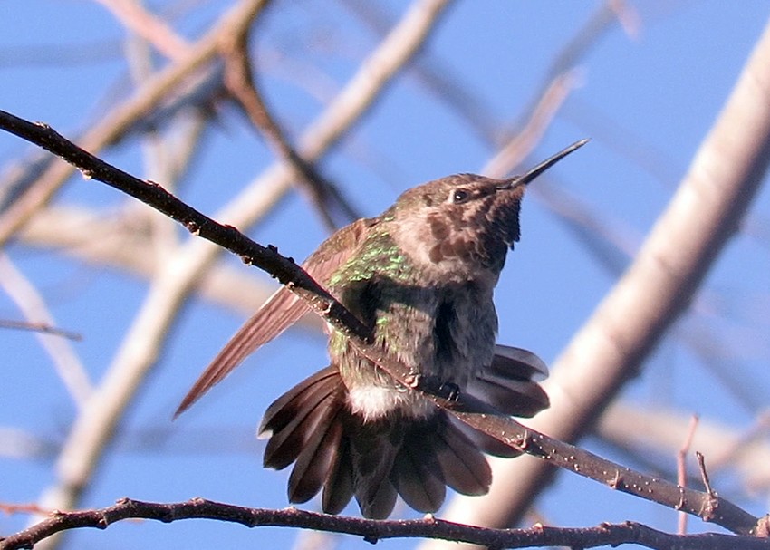 Anna's Hummingbird - ML294288291