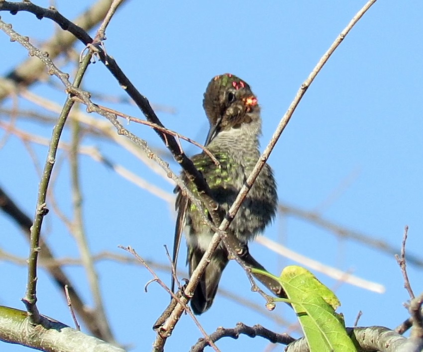 Anna's Hummingbird - ML294288301