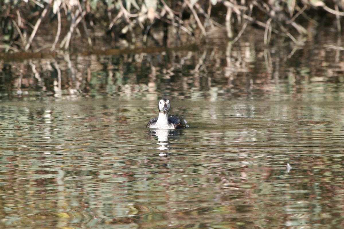 Long-tailed Duck - Chris Benesh