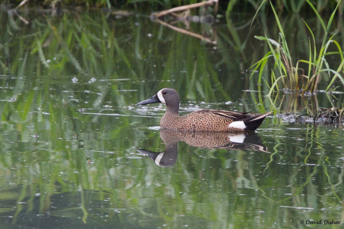 Blue-winged Teal - David Disher