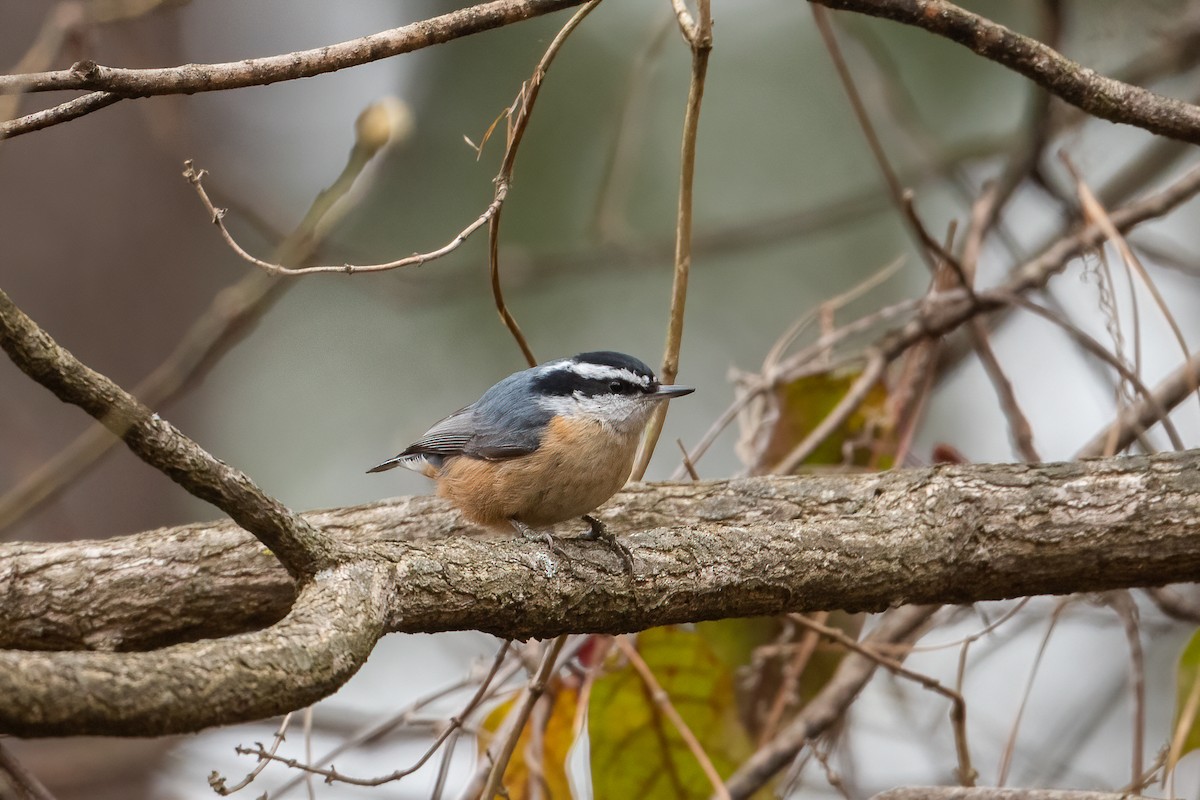 Red-breasted Nuthatch - Graham Gerdeman