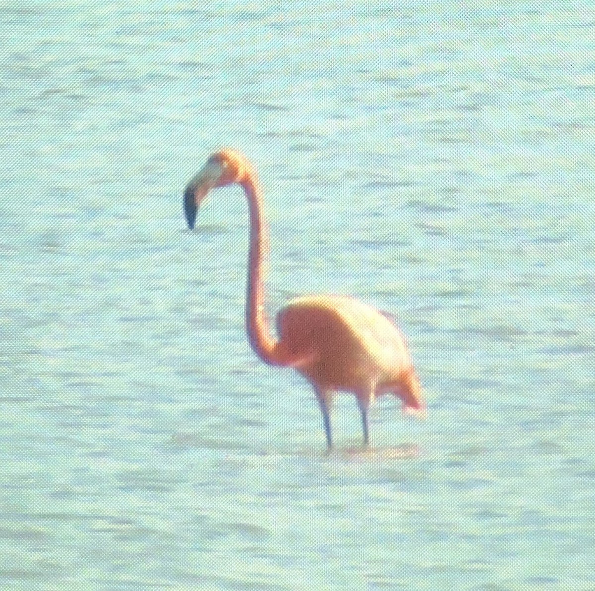 American Flamingo - ML294293731