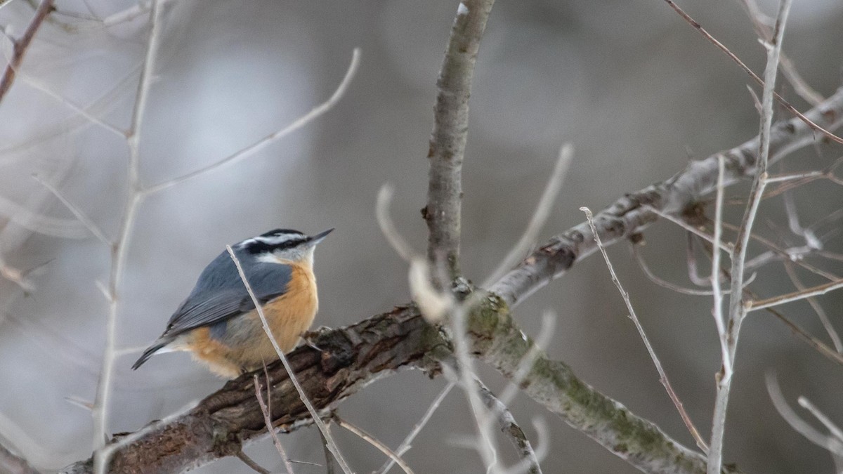 Red-breasted Nuthatch - ML294295321