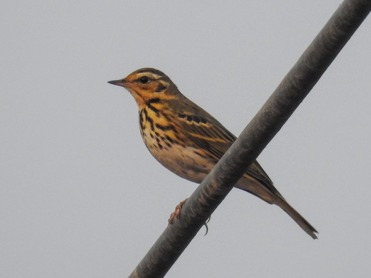 Olive-backed Pipit - ML294295591