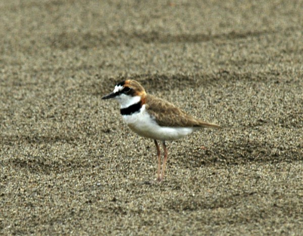 Collared Plover - ML294299501