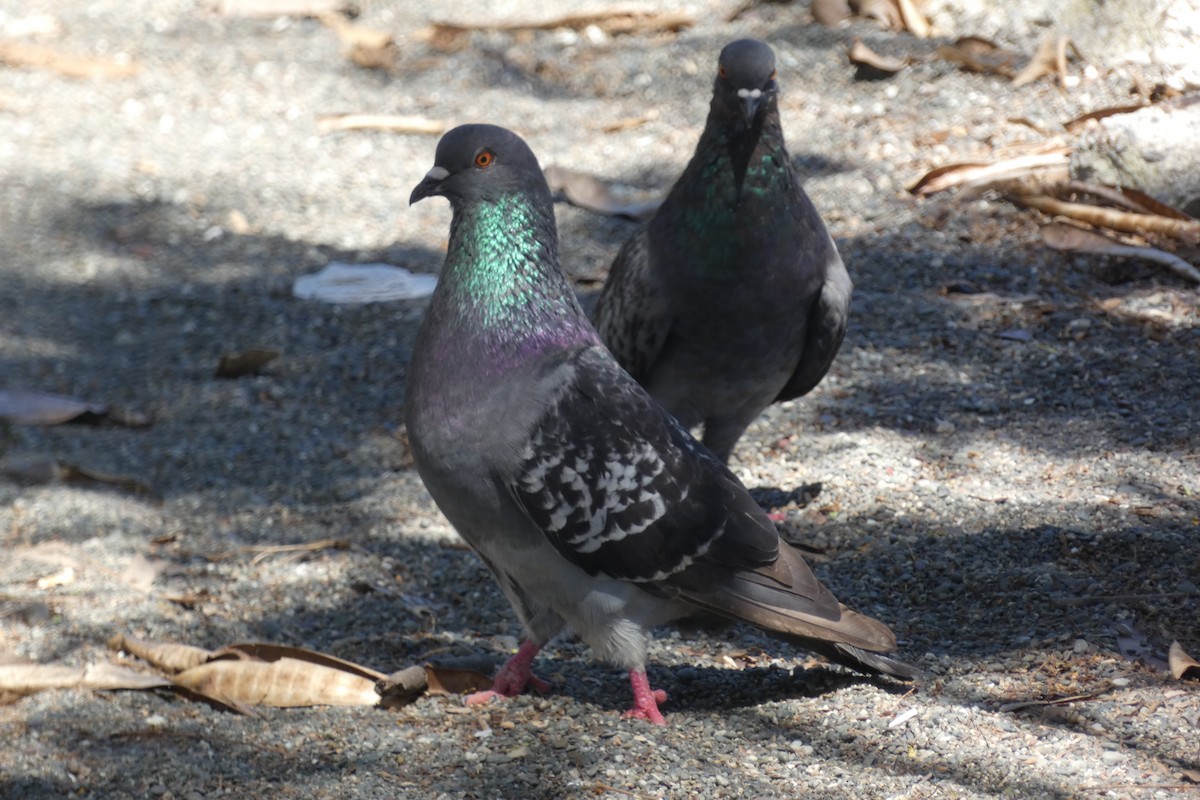 Rock Pigeon (Feral Pigeon) - ML294300891