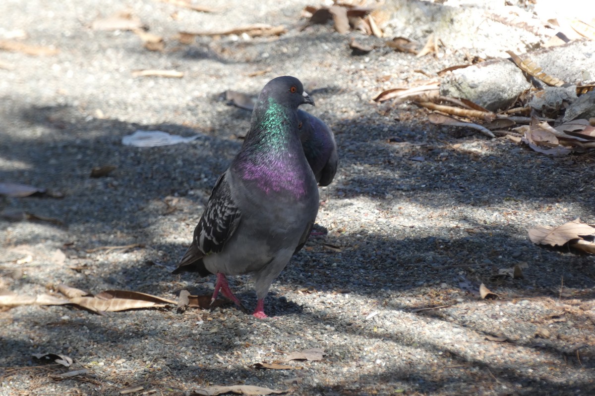 Rock Pigeon (Feral Pigeon) - ML294300971