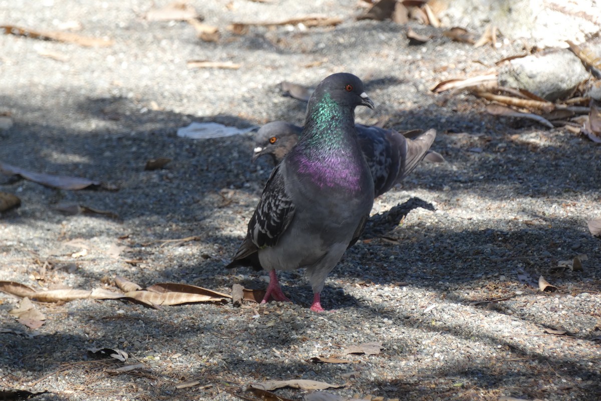 Rock Pigeon (Feral Pigeon) - ML294301011