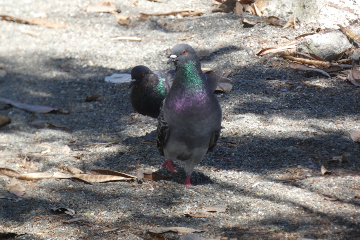 Rock Pigeon (Feral Pigeon) - ML294301071