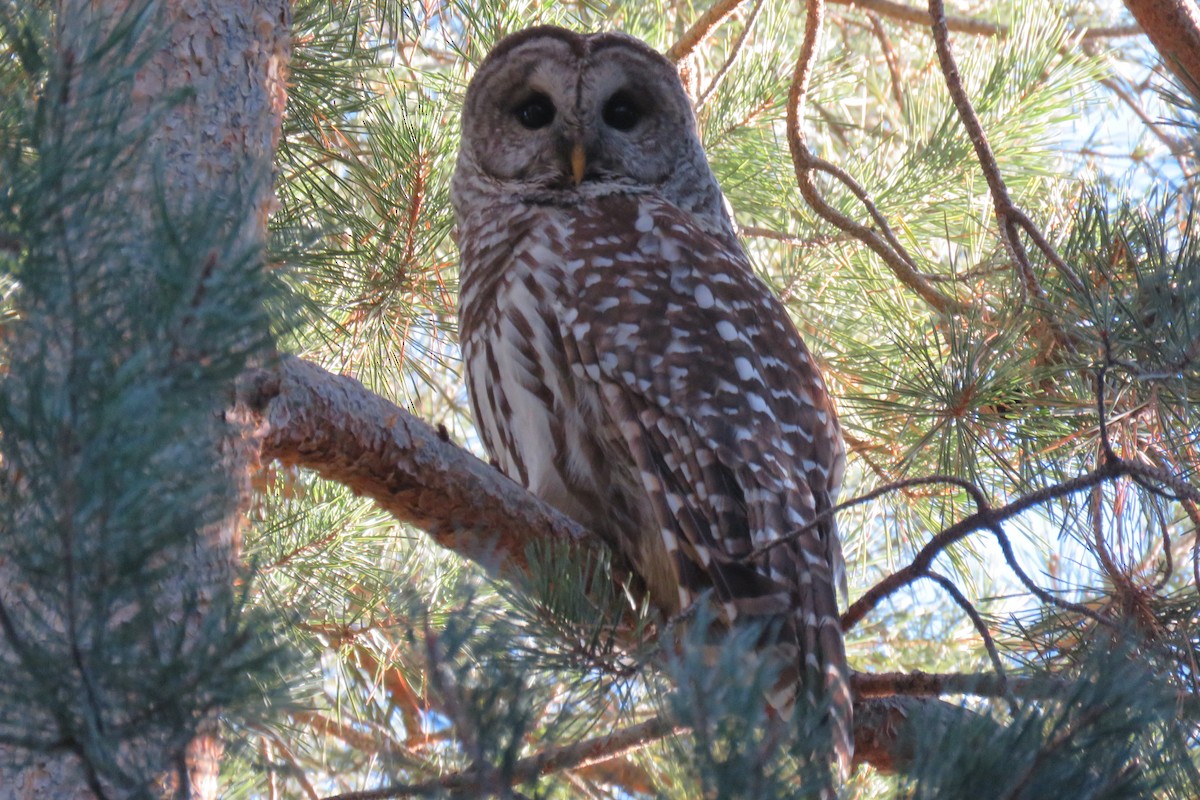 Barred Owl - Cedar Cunningham