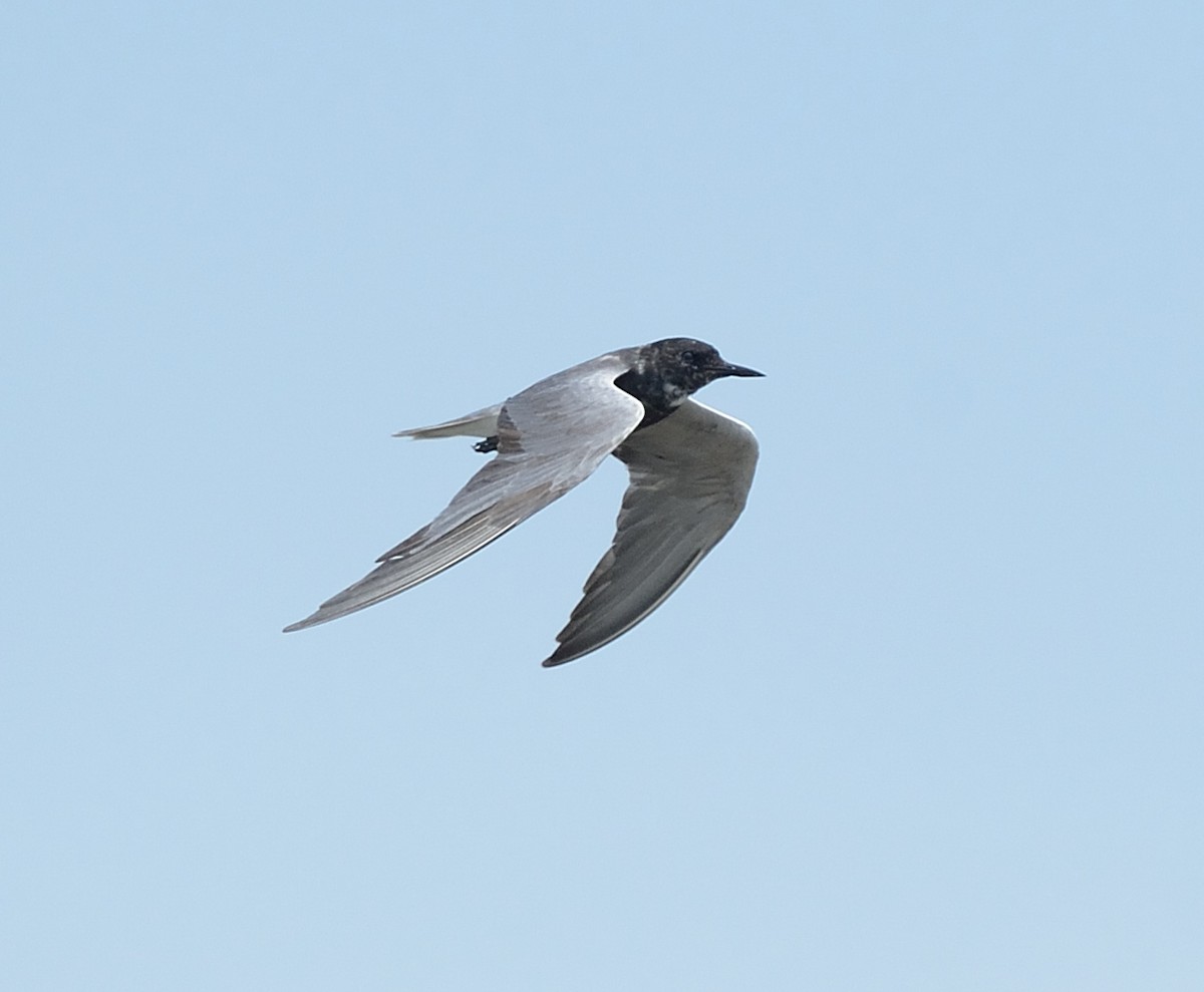 Black Tern - Andrew Sturgess